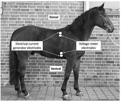 Agreement of Bioreactance Cardiac Output Monitoring With Thermodilution in Healthy Standing Horses